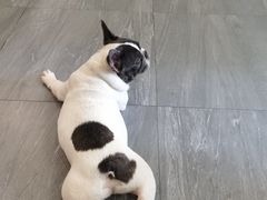 -柯斗斗主题餐厅·狗咖·围炉煮茶·茶饮(国瑞升平里店)