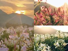 -径山花海