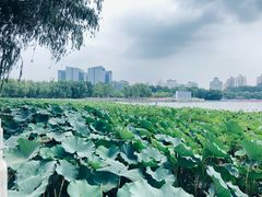 -莲花池公园