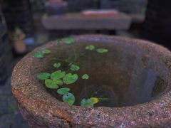 -月栖华明-云间草堂清茶馆(泗泾古镇店)