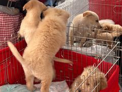 -桂林市花鸟市场