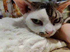 -momokira米努特·德文卷毛猫·棉花面纱犬