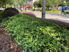 -恒大金阳新世界