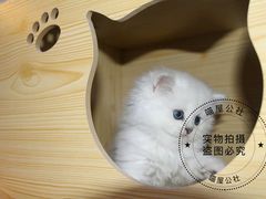 -喵zoo家庭繁育猫舍(尖东智能花园店)