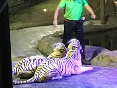 -清迈夜间动物园