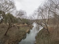 -合肥滨湖国家森林公园