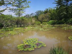 -中国科学院西双版纳热带植物园