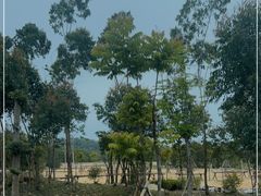 -汕尾风车岛