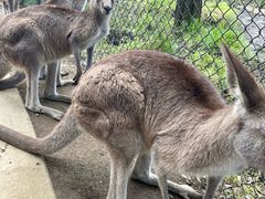 -可伦宾野生动物保护区