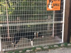 -神户市立六甲山牧场