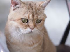 -猫小院猫主题餐厅(南锣旗舰店)