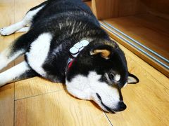 -是阿柴呀！柴犬咖啡·爱喵喵猫咖