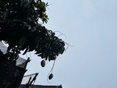 -曼丢傣家古寨