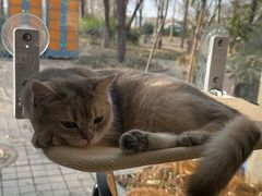 -琪喵猫屋·撸猫猫咖·猫舍