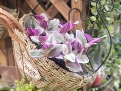 -双季花艺园艺市场(浦东店)