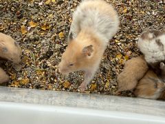 -中环花鸟鱼虫市场