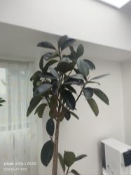 -HEYAN荷妍专业脱毛连锁机构