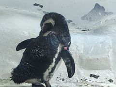 -上海海洋水族馆