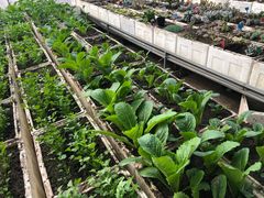 -甜心庄园·甜心草莓采摘园(西青中北店)