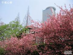 -上海瑞金洲际酒店