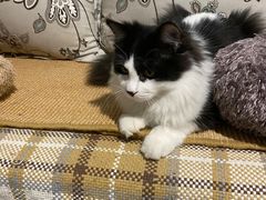 -萌兽医馆·绝育·24小时内科·宠物医院(德胜店)