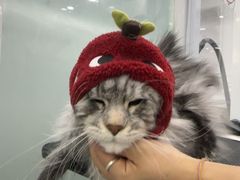 -爱洗澡的猫(望京店)