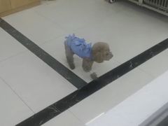 -美联众合动物医院·24h京西诊疗中心