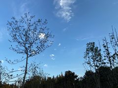 -上海滨江森林公园