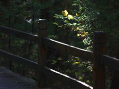 -五营红松林海景区