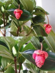 -酉嘉瑜伽YO+YOGA