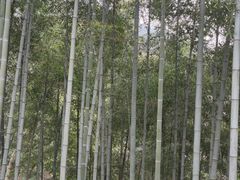 -灵隐飞来峰景区