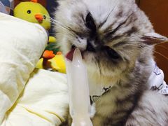 -安安宠医宠物医院·异宠·犬猫内科(岳阳分院)