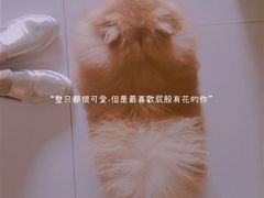 -彩虹桥宠物火化殡葬善终服务(金乐大厦店)