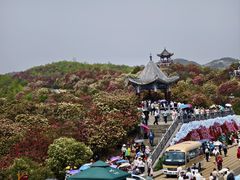 -贵州百里杜鹃风景名胜区