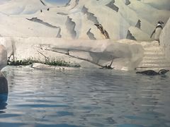 -上海海洋水族馆