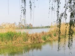 -月湖风景区