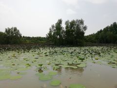 -大湾区中央湿地公园