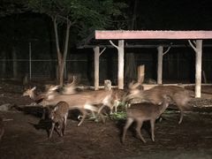 -清迈夜间动物园