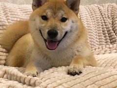 -美联众合动物医院·24h京西诊疗中心
