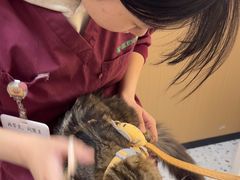 -瑞派康怡24h宠物医院·犬猫医疗中心·微创绝育(瑞景分院)