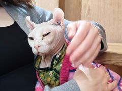 -MOCHA明星猫咖(田子坊店)