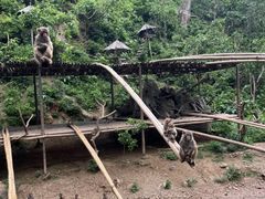 -西双版纳原始森林公园