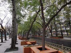 -三里屯东五街银杏大道