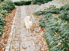 -十八棵（老龙井）御茶园(老龙井店)