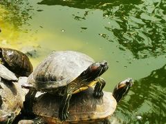 -八景休閒山莊  廣東十大名山莊