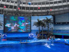 -海合安成都极地海洋公园