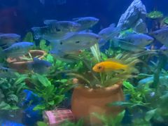 -山东柏宁水族批发广场