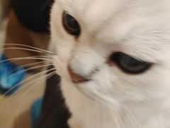-是阿柴呀！柴犬咖啡·爱喵喵猫咖