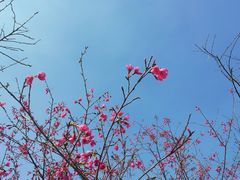 樱花-天适樱花悠乐园