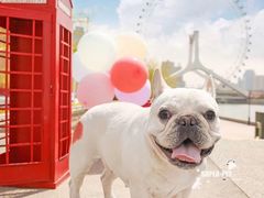 -超宠爱宠物摄影-Super pet